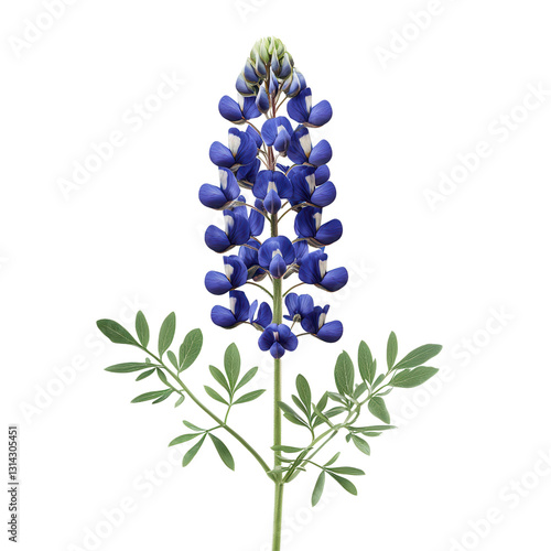 Bluebonnet's botanical elegance: A close-up captures the striking beauty of a single bluebonnet flower, showcasing its vibrant blue petals, lush green leaves, and delicate stem.