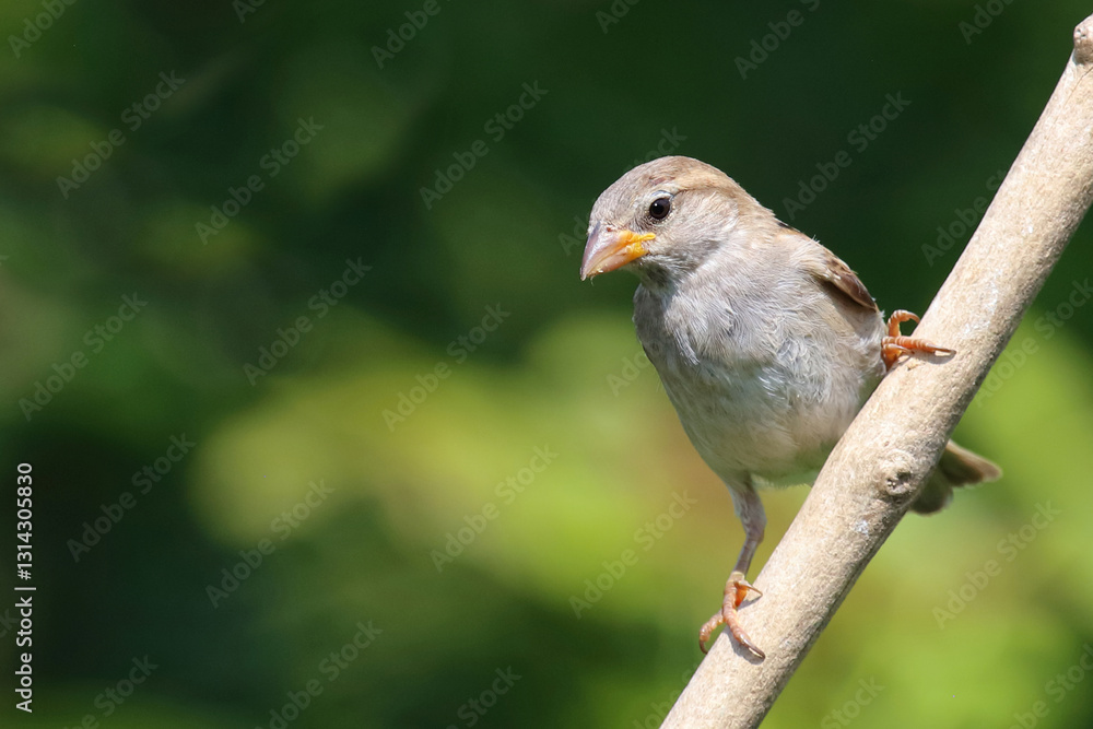 Haussperling / House sparrow / Passer domesticus. Haussperling / House sparrow / Passer domesticus.