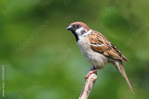 Feldsperling / Eurasian tree sparrow / Passer montanus
