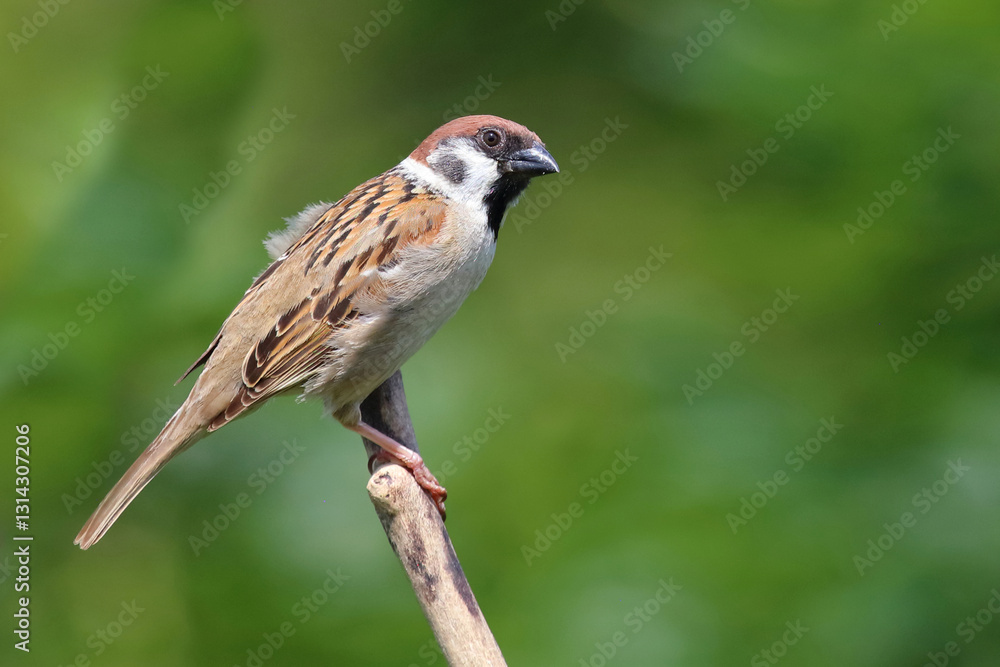 Feldsperling / Eurasian tree sparrow / Passer montanus Feldsperling / Eurasian tree sparrow / Passer montanus