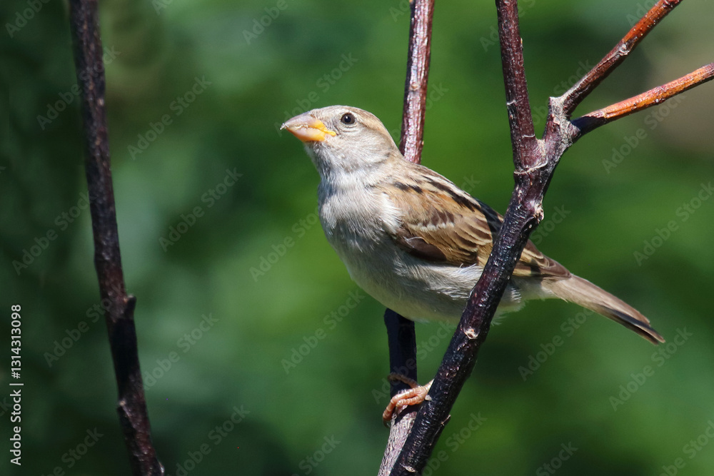 Haussperling / House sparrow / Passer domesticus