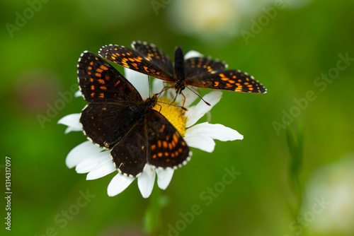 false heath fritillary (Melitaea diamina) sucking on a camomile photo