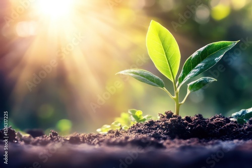 Young seedling sprouting from rich soil isolated
