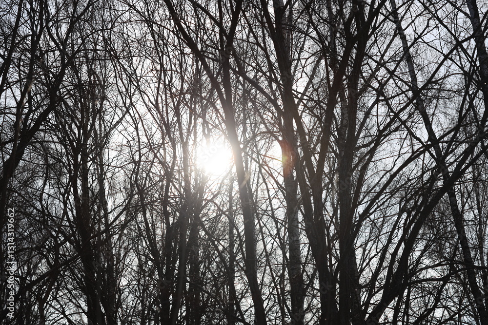 A sunny day with warm light shining through tree branches, ideal for images of nature, hope and optimism. A sunny day with warm light shining through tree branches, ideal for images of nature, hope and optimism.