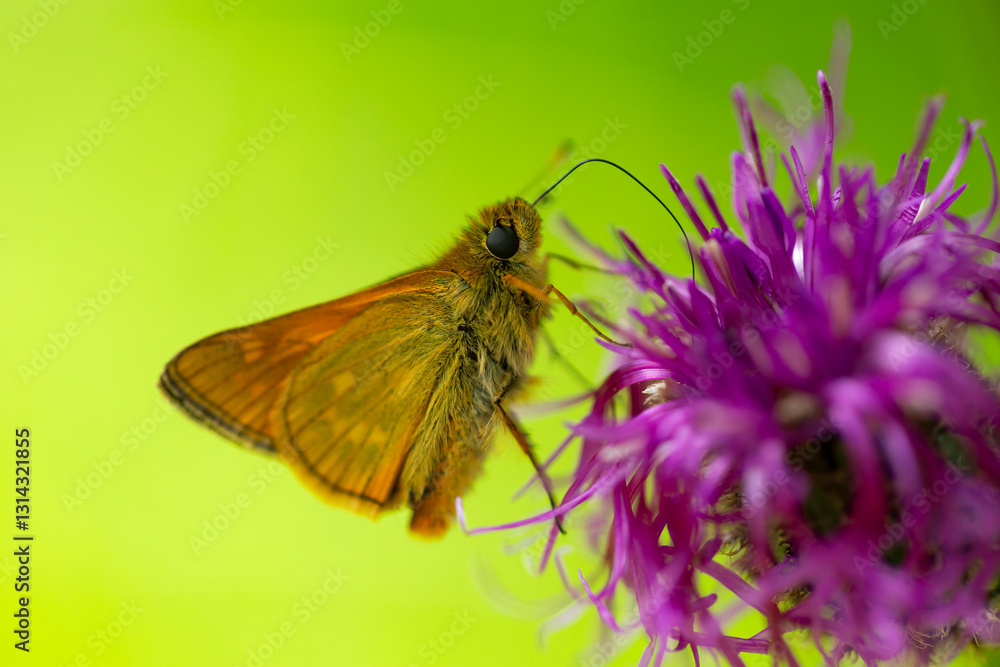 large skipper, a small butterfly (ochlodes sylvanus) is sucking on a blossom of a geranium or cranesbill large skipper, a small butterfly (ochlodes sylvanus) is sucking on a blossom of a geranium or cranesbill