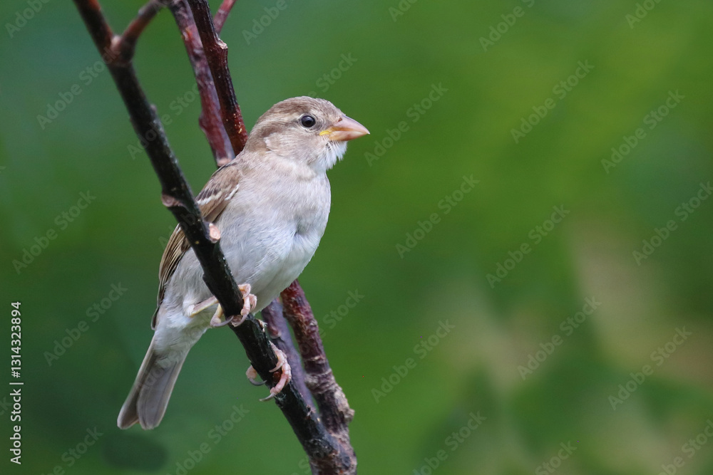 Obraz premium Haussperling / House sparrow / Passer domesticus.
