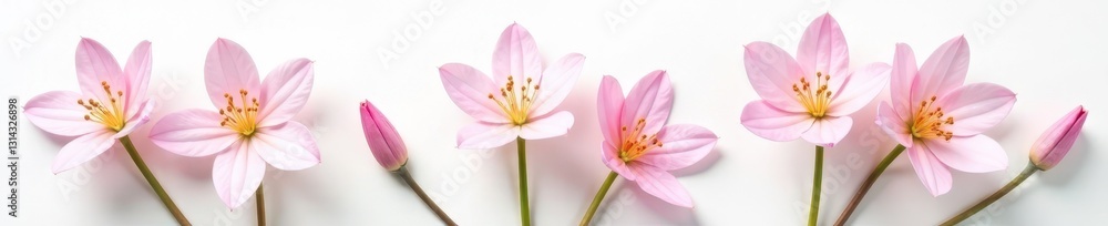 Delicate freesia blossoms arranged on pristine white , nature photography, design element Delicate freesia blossoms arranged on pristine white , nature photography, design element