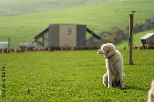Photography free range chicken farm with chook tractors and guardian dogs