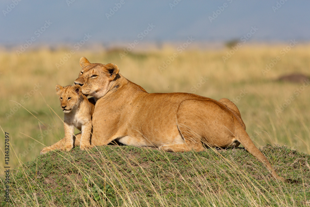Naklejka premium lionne avec son petit