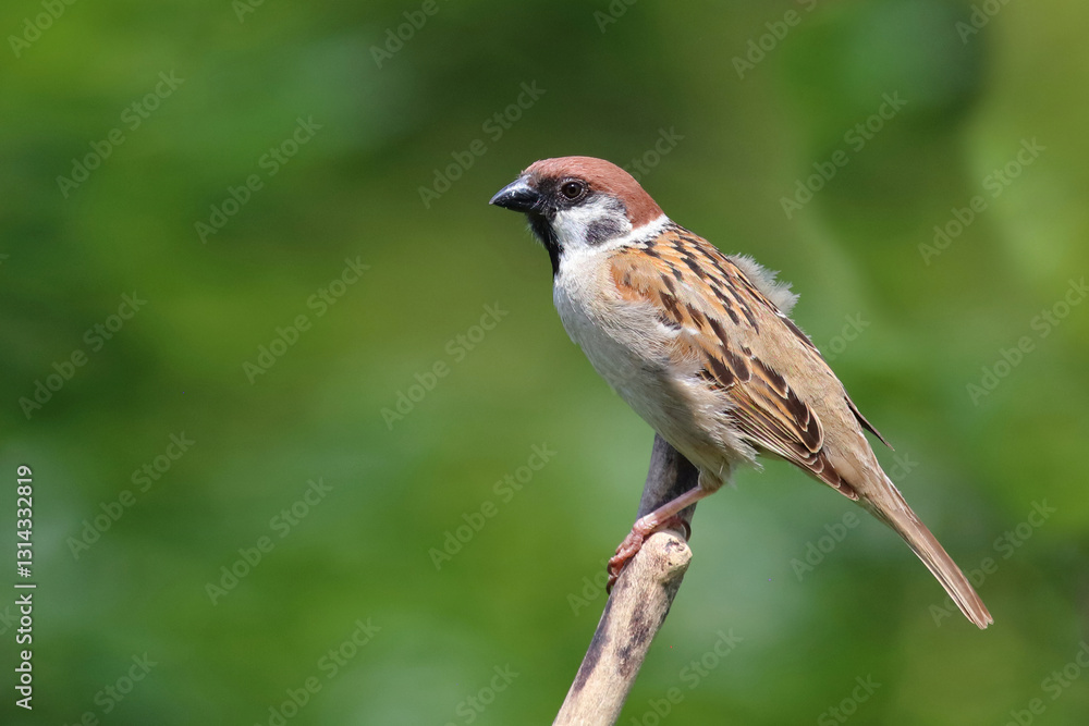 Fototapeta premium Feldsperling / Eurasian tree sparrow / Passer montanus