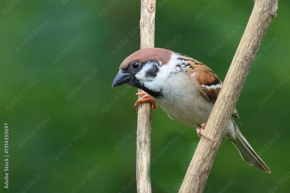 Naklejka premium Feldsperling / Eurasian tree sparrow / Passer montanus