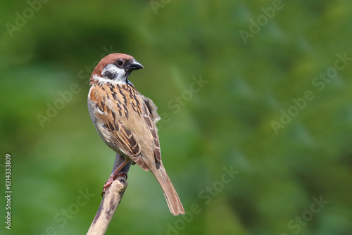 Obraz na płótnie Feldsperling / Eurasian tree sparrow / Passer montanus w salonie
