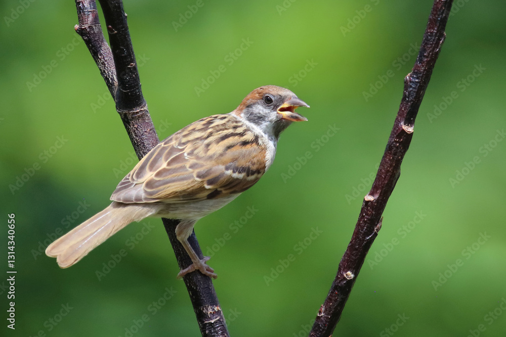 Fototapeta premium Feldsperling / Eurasian tree sparrow / Passer montanus