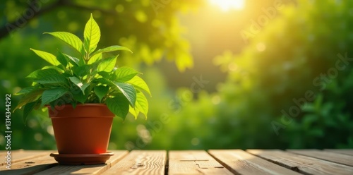 Lush potted plant thrives in sunlight on wooden deck , lush, growing