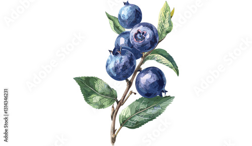 Old botanical illustration of blueberry, vector fruit drawing, isolated on transparent background, vintage berry sketch, hand-drawn blueberries, organic plant, detailed engraving