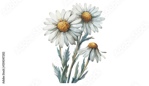 Chamomile vector, old botanical illustration, isolated on transparent background, antique flower drawing, herbal plant sketch, vintage botanical art, medicinal chamomile engraving