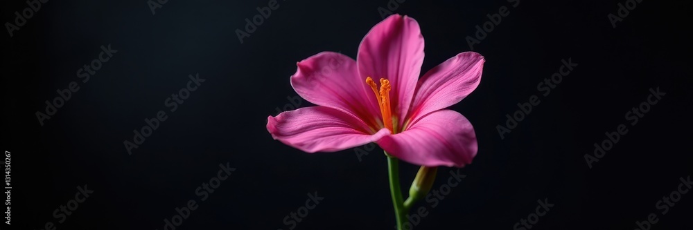 Single freesia flower, sharp detail, glossy petals, dark backdrop, still life, flower, bloom