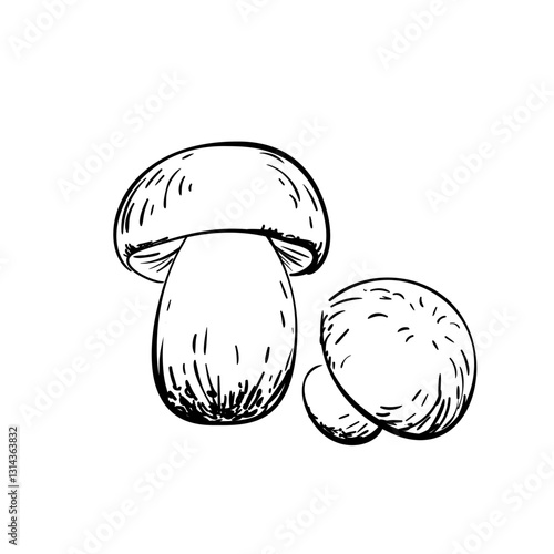 Hand-drawn vector illustration of two mushrooms in black and white. Detailed sketch isolated on a white background. Perfect for botanical, culinary, and healthy food designs