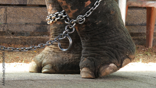 Canvas Print Closeup of chained feet of an elephant