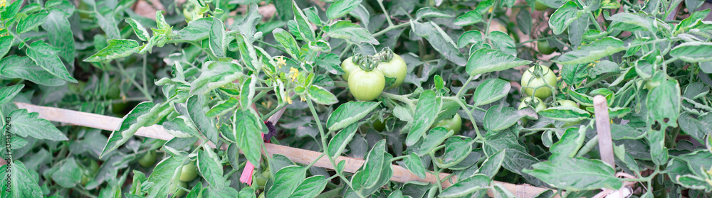 Panorama view homemade DIY bamboo trellis support productive bush determinate tomatoes with cluster fruits branches at backyard farming in Thai Binh, Vietnam, abundance of organic grown tomato