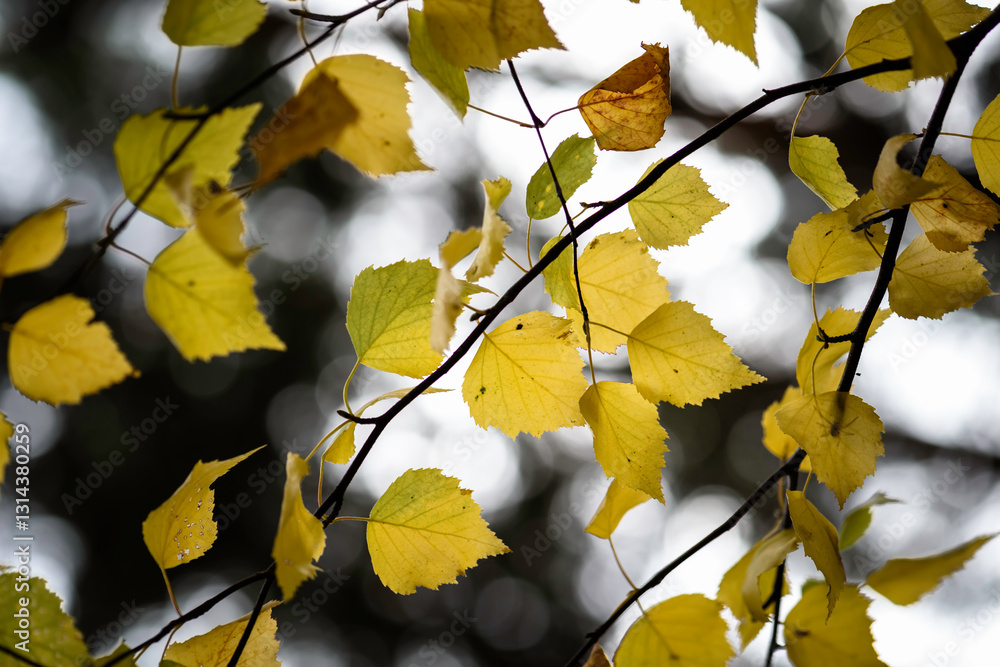 Fototapeta premium Thin graceful birch branches decorated with bright yellow autumn leaves. Golden decorations shimmer against the bright autumn sky.