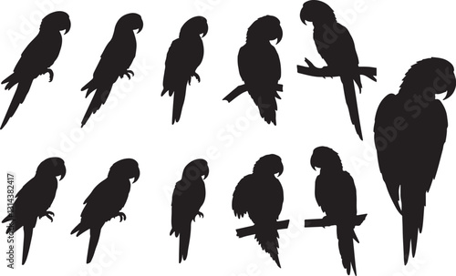 Hyacinth Macaw Silhouette