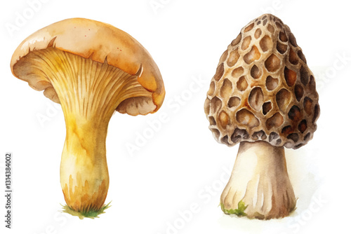 Watercolor mushrooms, detailed illustration, artistic nature, botanical art, edible fungi, organic design.