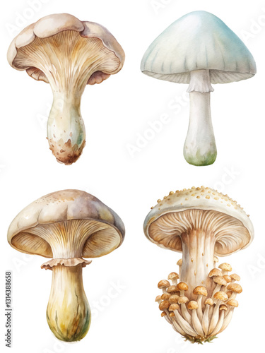 Watercolor mushrooms illustration, detailed botanical art, edible and non-edible varieties, nature study, artistic print.