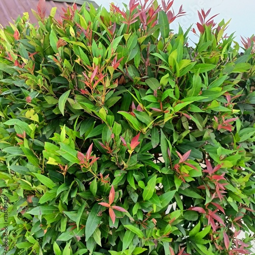Red tip plant (Syzygium oleina) is lush with dark green leaves and bright red tips. This ornamental plant looks fresh and charming, suitable for garden decoration or as a natural design element.