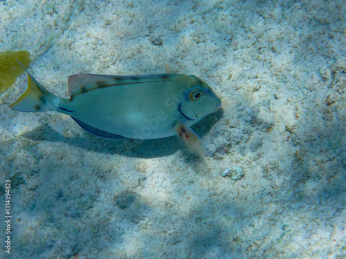 Sealife in the clear waters of the diver paradies Bonaire, Ocean surgeon (Acanthurus bahianus), Caribbean Netherlands photo