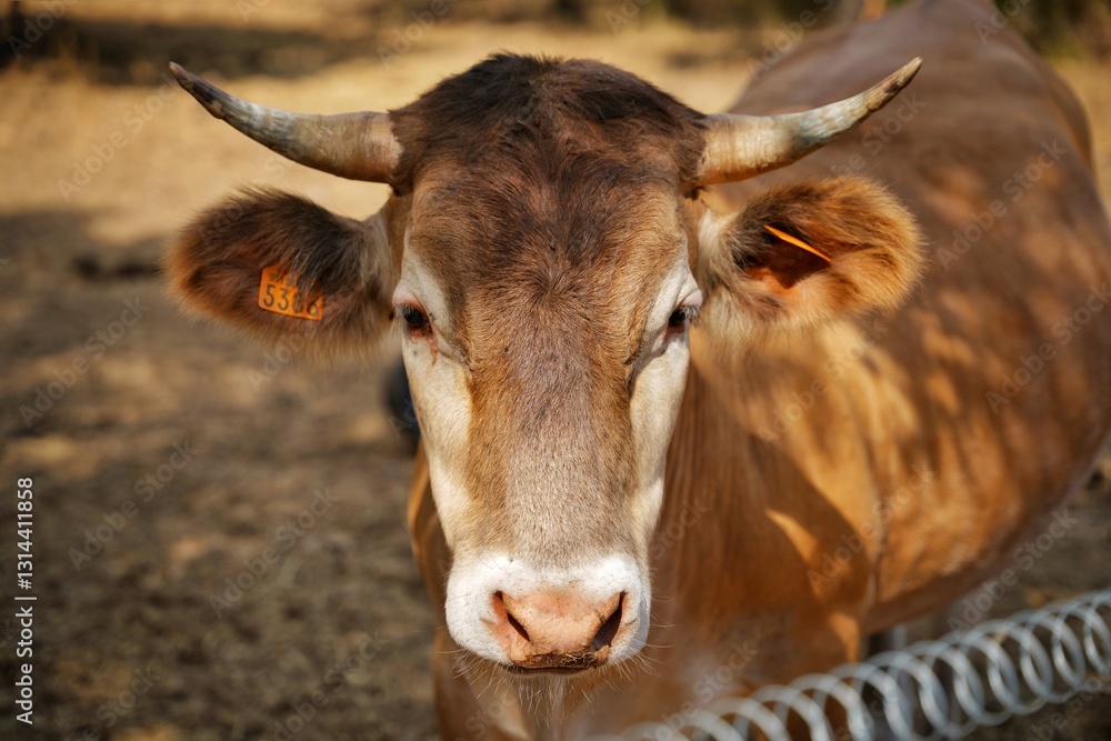 Brown Cow on farm, Beef cows and calves grazing on grass in France. Brown Cow on farm, Beef cows and calves grazing on grass in France.
