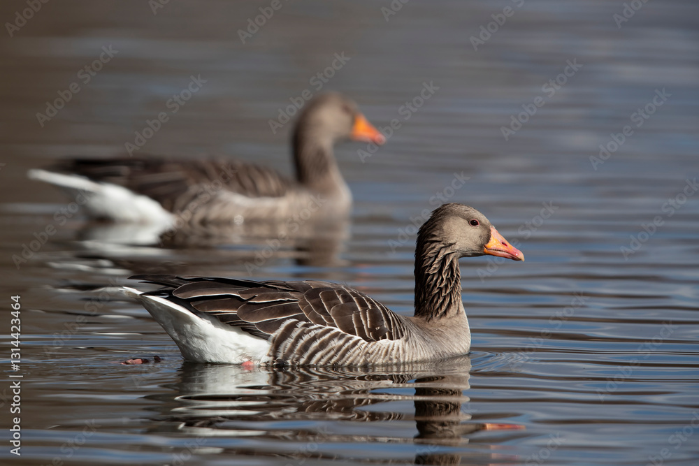 Fototapeta premium Swimming greylag goose (anser anser)