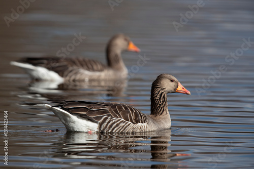 Swimming greylag goose (anser anser)