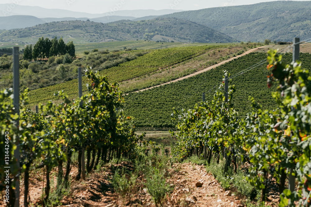 Camino de Santiago in Autumn: Vineyards of Cacabelos, Bierzo Region, Castilla y León, Spain
