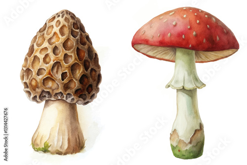 Detailed mushroom illustrations, realistic watercolor style, nature-inspired, botanical art, educational purpose, for culinary use.