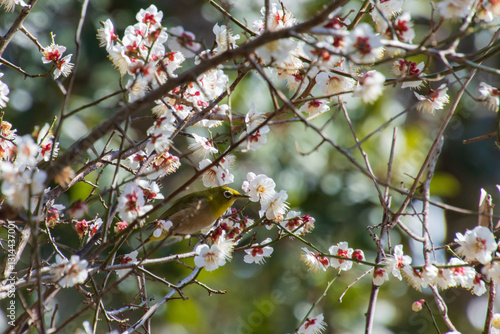 梅の花とメジロ