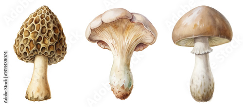 Realistic mushroom illustration, detailed botanical art, nature study, edible fungi, artistic representation, scientific accuracy, organic aesthetic.
