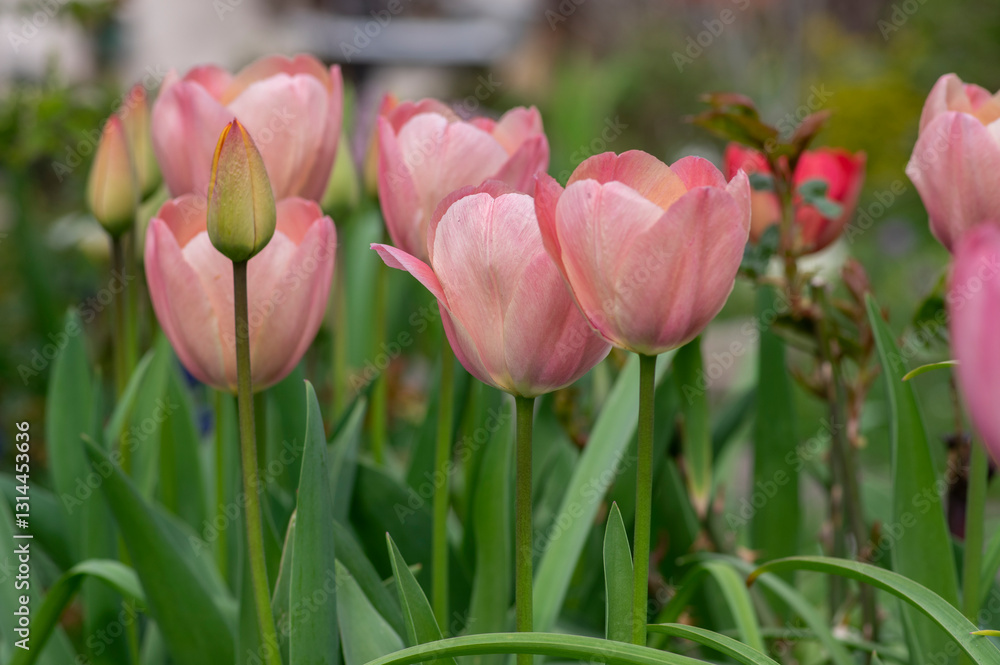 Bright light pink yellow color country Darwin tulips in bloom, bouquet of springtime flowering plants in the ornamental garden