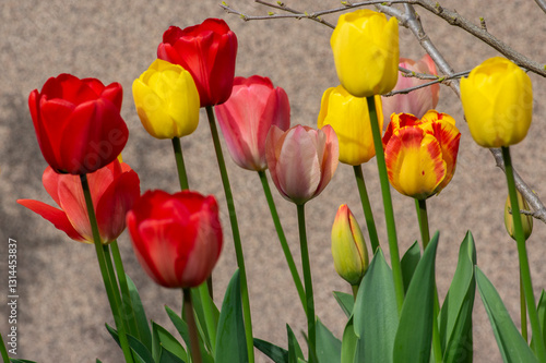 Bright red and yellow color country Darwin tulips in bloom, bouquet of springtime flowering plants in the ornamental garden