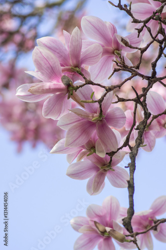 Magnolia soulangeana also called saucer magnolia flowering springtime tree with beautiful pink white flower on branches