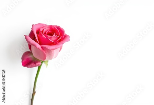 A single pink rose, petals unfurled, isolated on pure white background, nature, flora