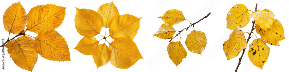Fototapeta premium The image of a Golden Birch Leaf In Autumn stands out with its vivid colors and detailed texture, presented on a transparent background in a png file