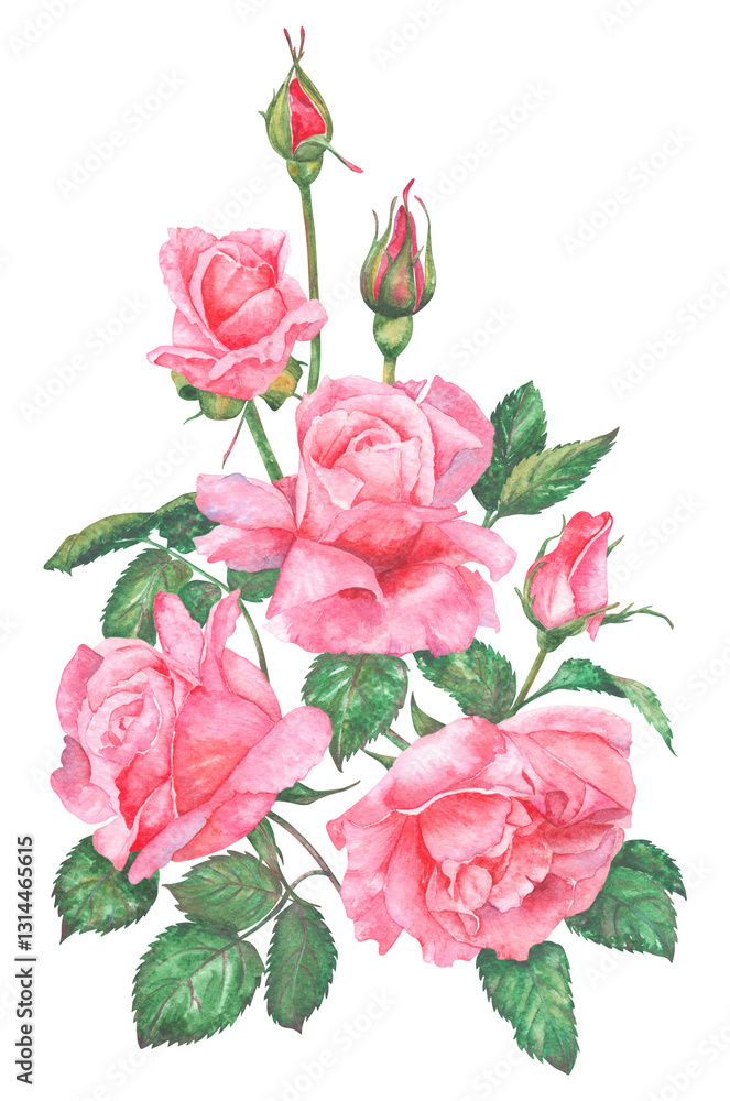 Fototapeta premium Watercolor illustration of pink roses. Hand drawn watercolor illustration of pink roses. Ideas for weddings, birthdays, children's parties.