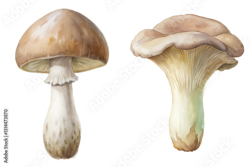 Watercolor mushrooms, botanical illustration, detailed design, nature art, organic shapes, food inspiration, culinary use.