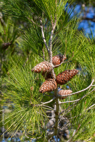 Cones of pine tree - Pinus halepensis