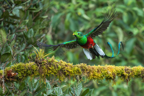 Male Resplendent Quetzal, Pharomachrus mocinno, in flight, Costa Rica