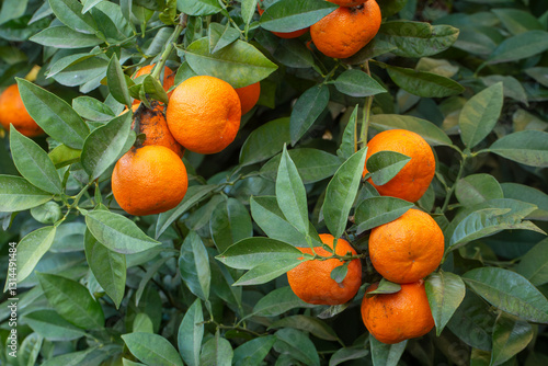Bitter orange tree - Citrus aurantium