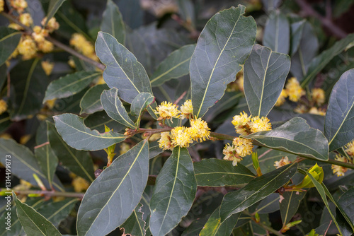 Blossom of Laurus nobilis plant, Laurus azorica, aromatic and medicinal plant