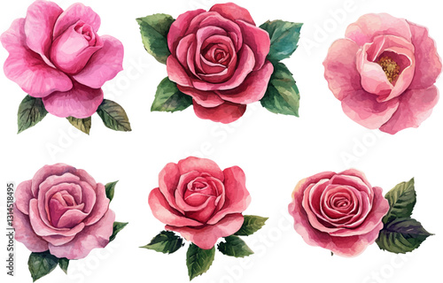 Vector watercolor rose illustration.set of Spring pink rose flowers, leaves, pink roses