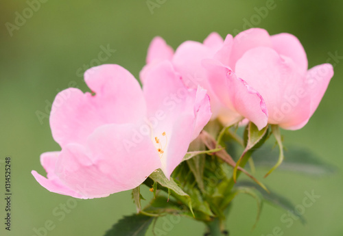 pink rose in the garden
